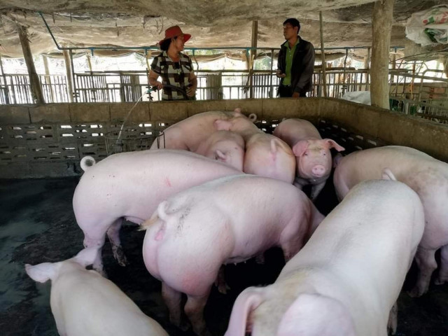 Experts Fear Swine Flu from Illegal Pig Imports