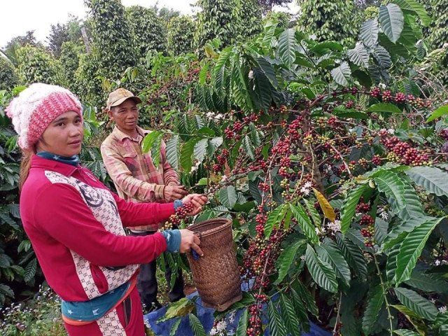 Buoyant Coffee Markets Encourages Indigenous Farmers