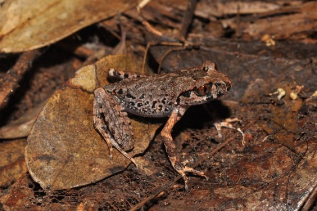 New species in Greater Mekong: Cambodia's bent-toed gecko, Cardamom leaf-litter frog