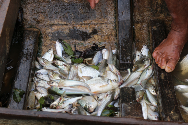 White and Black Fishes Species Supply Protein to Cambodians Almost Year Round