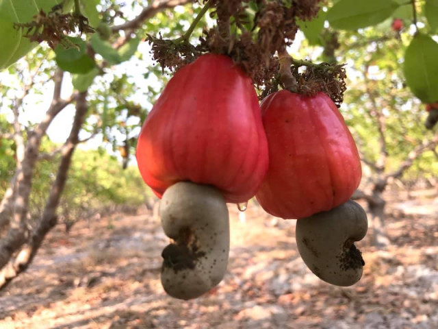 Indian Company in Talks to Buy Cambodian Cashews