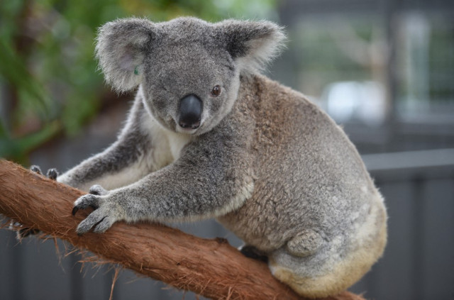 Australia warns koalas 'endangered' as numbers plunge