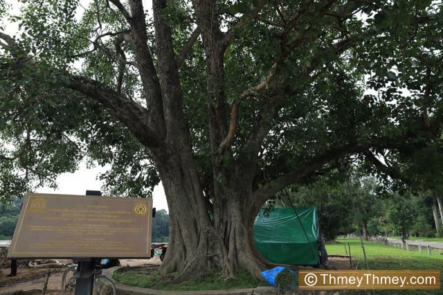 The Varied Origins of the Bodhi Trees at Angkor