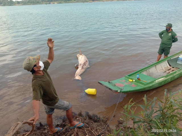 Last Irrawaddy Dolphin in Anlong Chheuteal Section of Mekong River Dies