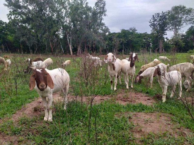 Teacher Turns to Goat Farming as Covid Closes Schools