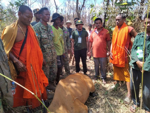 A Rare Banteng Is Killed by Poachers in a Wildlife Sanctuary in Oddar Meanchey Province