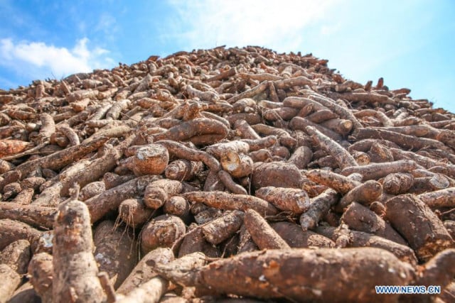 Cambodia Scores Cassava Deal with China