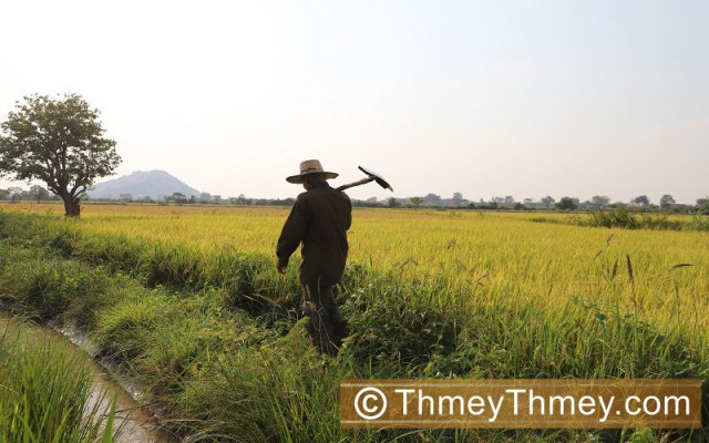 Farmers in Siem Reap Are Concerned as Traders’ Prices for Rice Remain Low