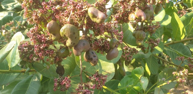 Cashew Farmers Face Double Squeeze