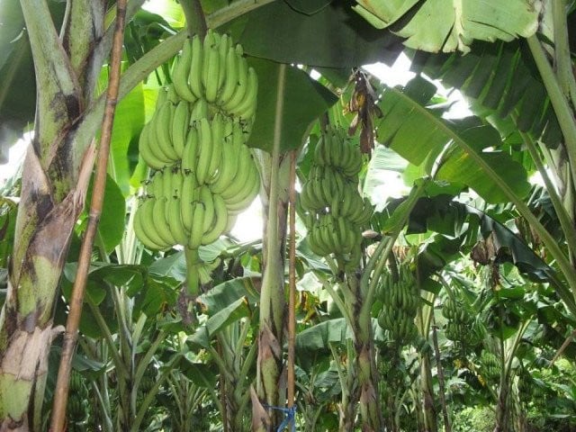 A Government Official in Battambang Province Suggests Expanding the Banana Fiber Market