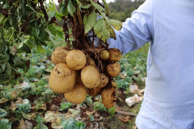 Grow Potatoes, Mondulkiri Farmers Urged