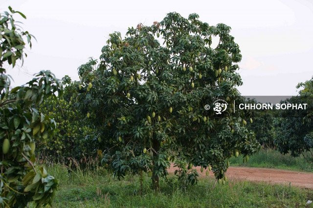 Mango Growers Complain as Prices Decline to 150 riels per Kilogram