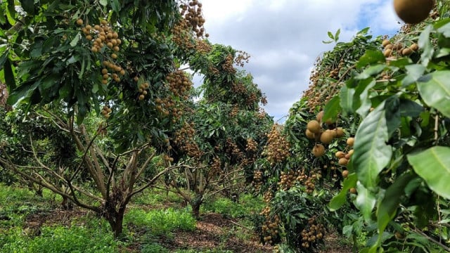 Pailin Longan Ready for China