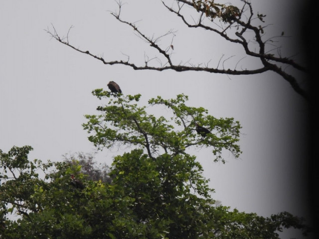 Rare Red-Headed Vultures Return to the Lumphat Wildlife Sanctuary in Cambodia