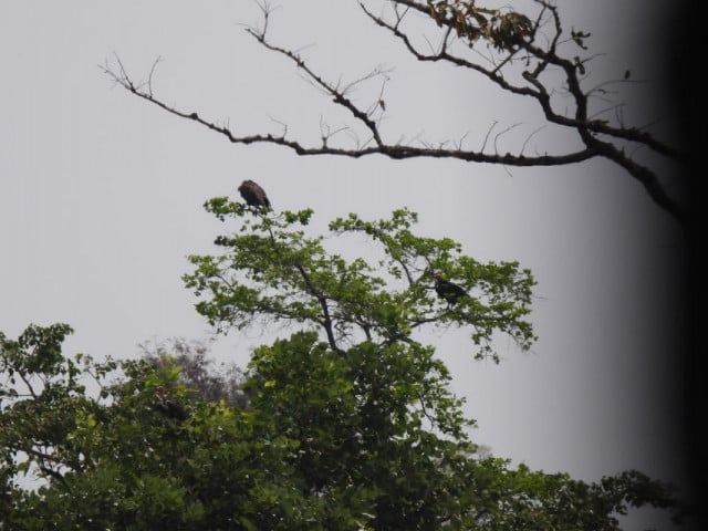 Rare Red-Headed Vultures Return to the Lumphat Wildlife Sanctuary in Cambodia