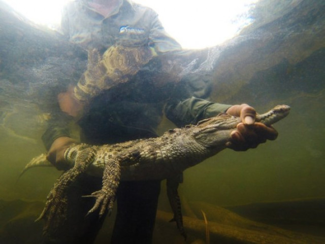 Largest ever release of rare crocodiles in Cambodia raises hope for reptile conservation