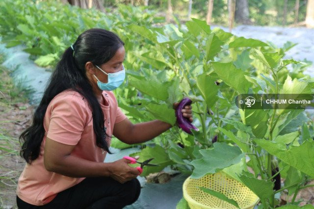 Farmers in Takeo and Kandal provinces See the Benefits of Organic Vegetable Production