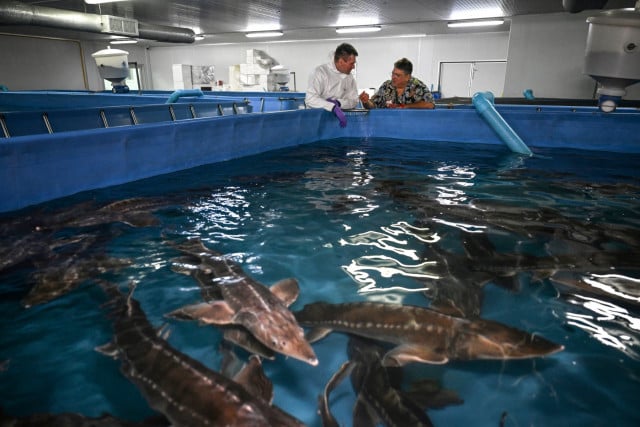 Thai... caviar? Farm produces delicacy in tropical climate