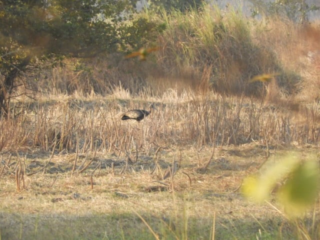 Giant Ibis Count to Be Released in Late 2022