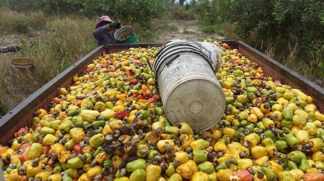 Climate Change Causes Cashew Yields to Plummet