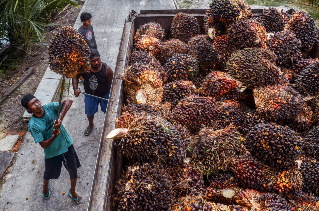 Indonesia's palm oil export ban heats up vegetable oil market