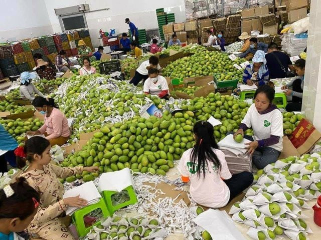 South Korea to Import 10,000 Tonnes of Mangoes