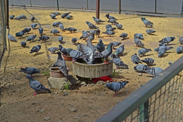 Thirsty birds struggle to survive in scorching Indian heat