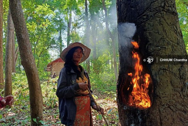 The Koh Han Community Stops the Resin Tree-Burning Practice to Protect the Forest