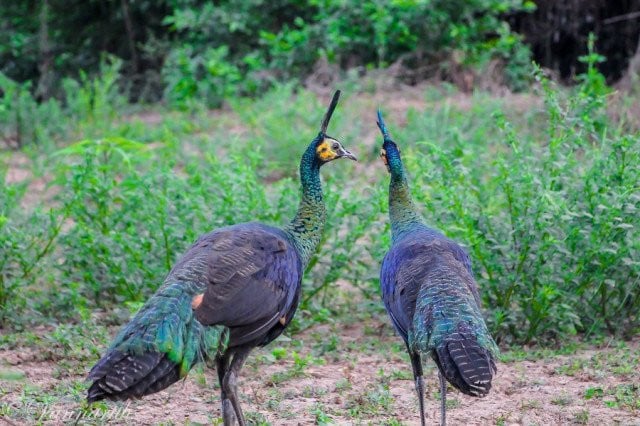 Selling Green Peafowl Eggs Grows Alarmingly in Kratie Sambo Wildlife Sanctuary