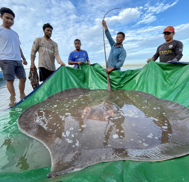 Rare Giant Stingray Found in Mekong Deep Pools