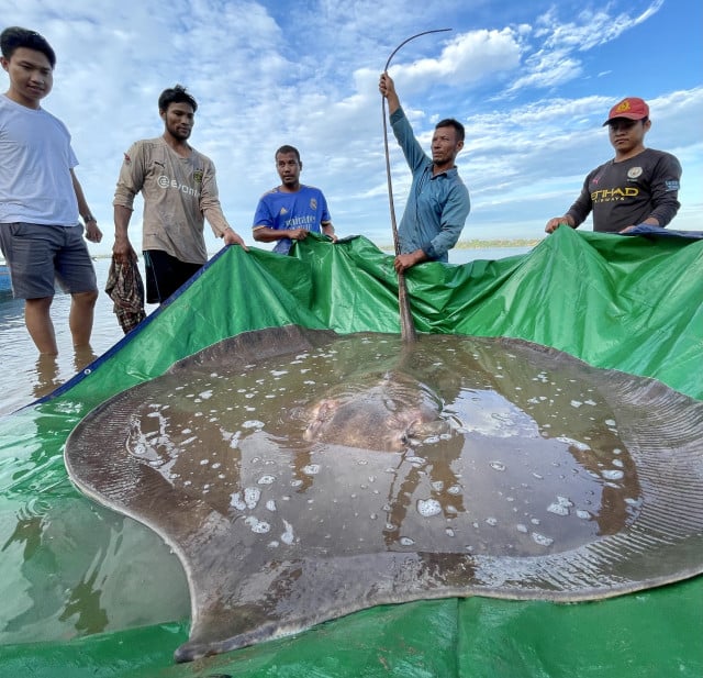 Freshwater stingray on sale