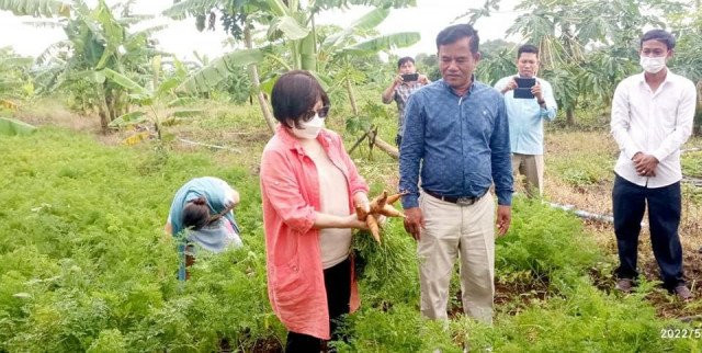Pailin Province Finds a Market in South Korea for its Carrots