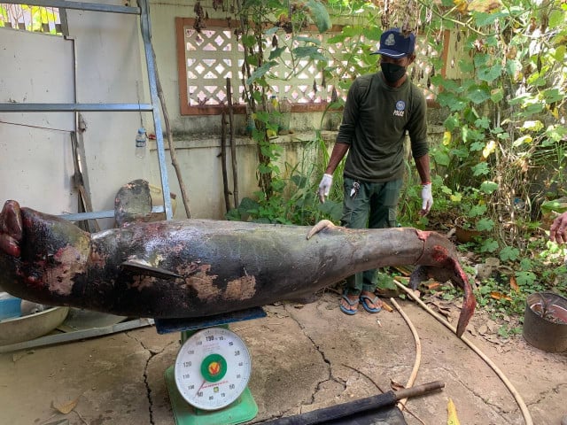 Irrawaddy Dolphins: Another Death Raises Concern Over Future Dolphin ...