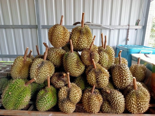 Durians Unlikely to Know the Fate of Collapsed Mango Market 