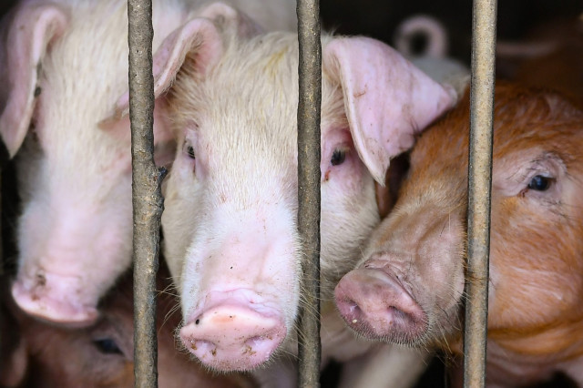 Vietnam develops new African swine fever vaccine: official