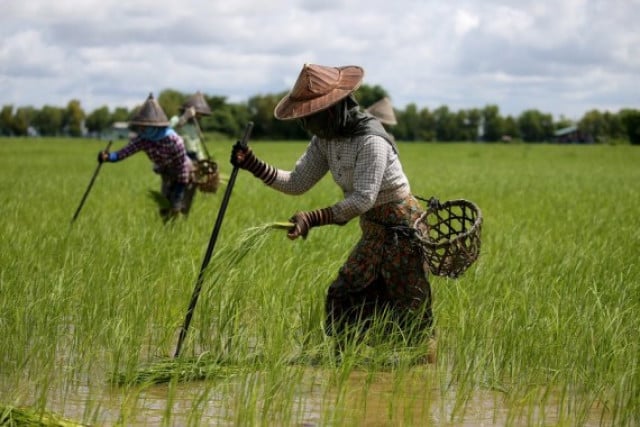 Myanmar farmers struggle to make ends meet amid rising costs of farming