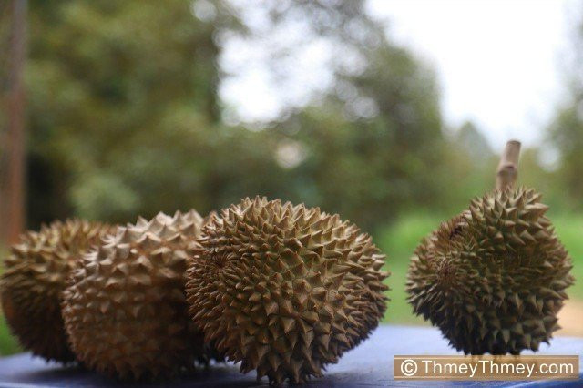 Cambodia to Export Durians to China under a Thai Brand Name