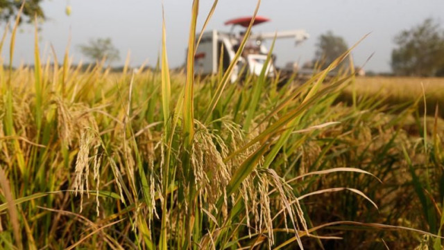  Cambodia Earns $565 Million as Rice Exports Soar