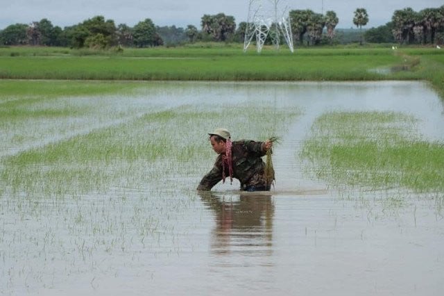 Rain Adds to Paddy Field Damage