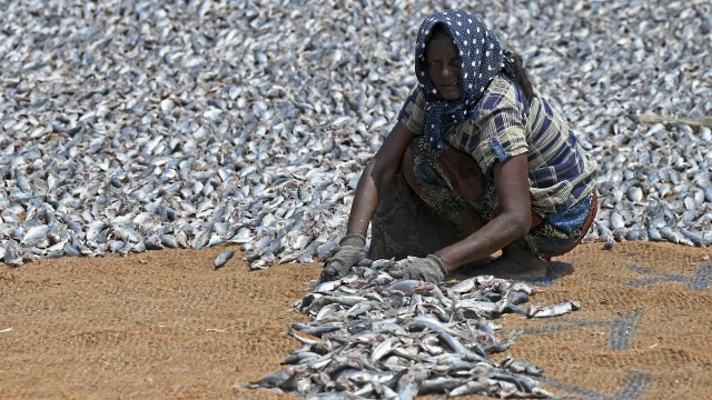 WTO negotiators finalise key texts on fishing, Covid jabs