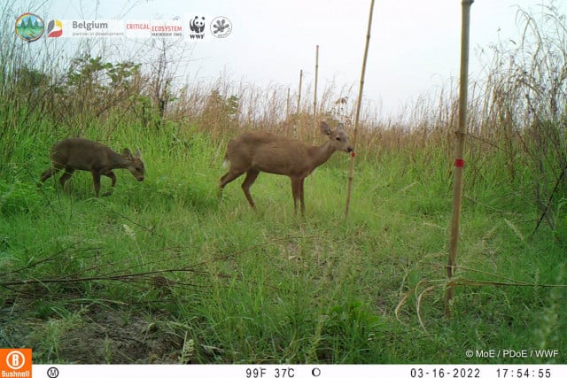 Endangered Deer Show Signs of Revival