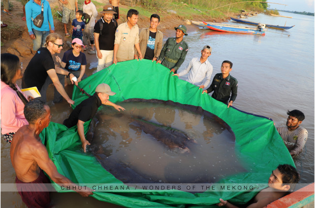 World’s Largest Freshwater Fish Found in Mekong River