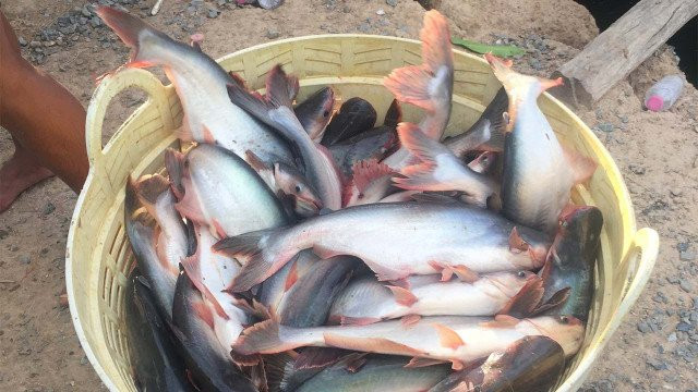 Cambodian Pangasius Fish Exports to China Delayed