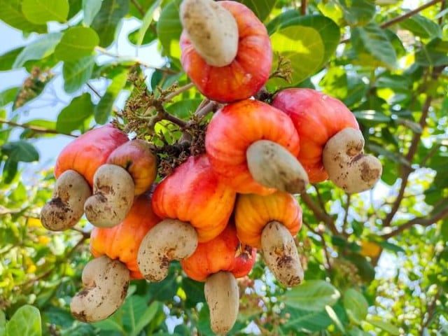 Cashew farming hot sale