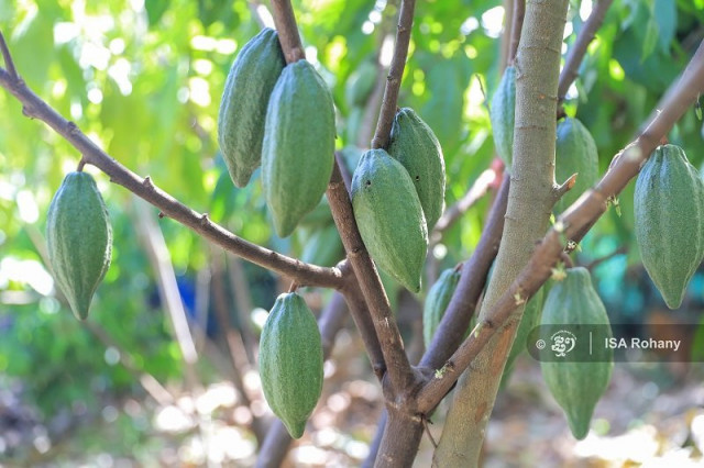 Cacao Plantation Gains Attention from Farmers in Siem Reap  