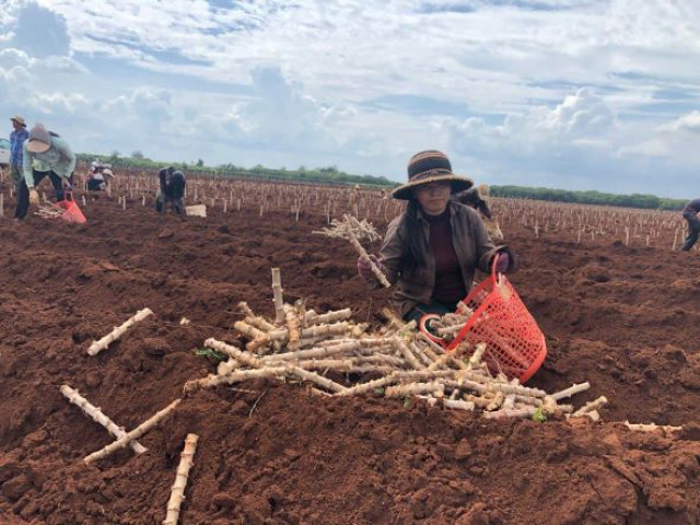 Cassava Farmers Enjoy Boom Times