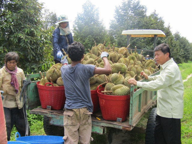 Preah Vihear Durians Break into Chinese Market
