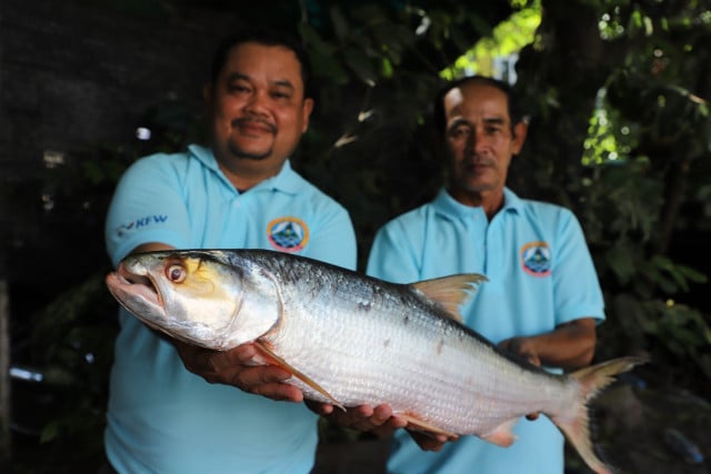 mekong giant carp