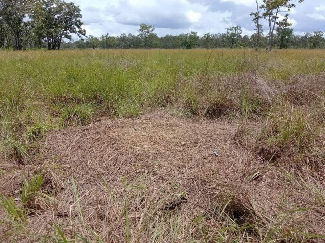 Lumphat Wildlife Sanctuary: The First Sarus Crane’s Nest of the Year Destroyed
