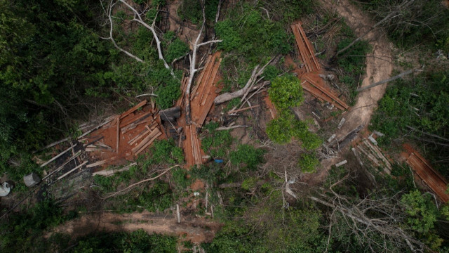 Sanctuary Forest Crimes Found, Community Says